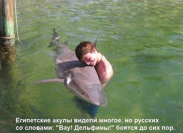 Египетские акулы лучшие друзья русских туристов